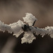 Hoar frost on barbed-wire