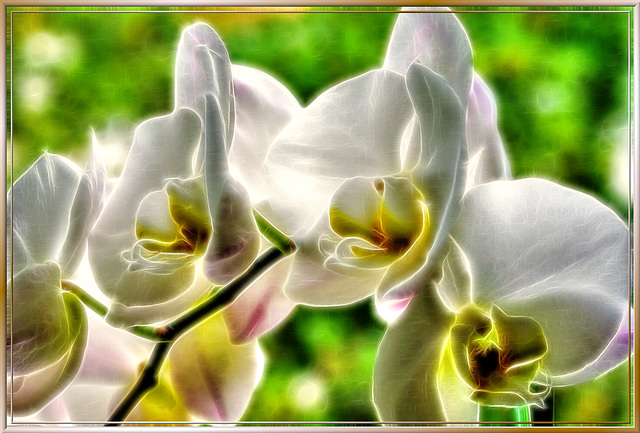 Orchid illuminated... ©UdoSm