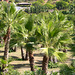 Palm tree plantation at Almuñécar