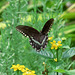 Spicebush swallowtail (M)