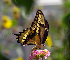 Giant Swallowtail (Papilio cresphontes) a First for my garden !