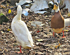 Mum and Dad Duck.