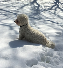 Snowochrome with dog
