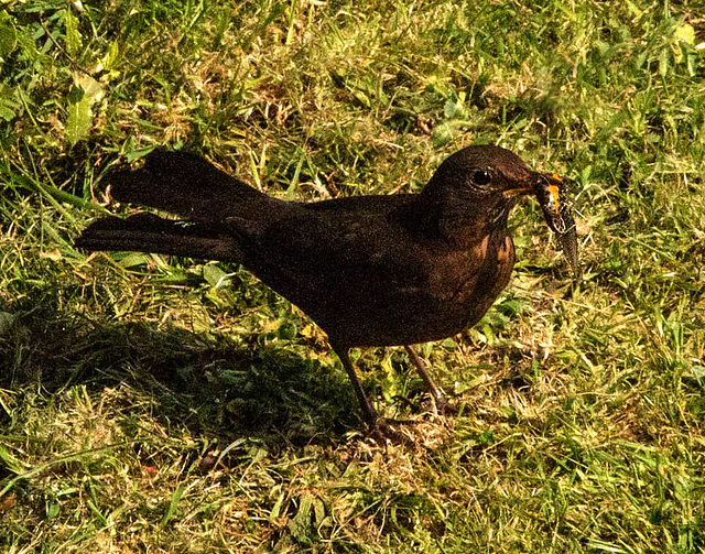 Blackbird with newt