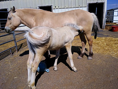 Fjord horse mother and colt