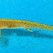 Newt tadpole, The real size is 13.7 mm, magnification is 1.4