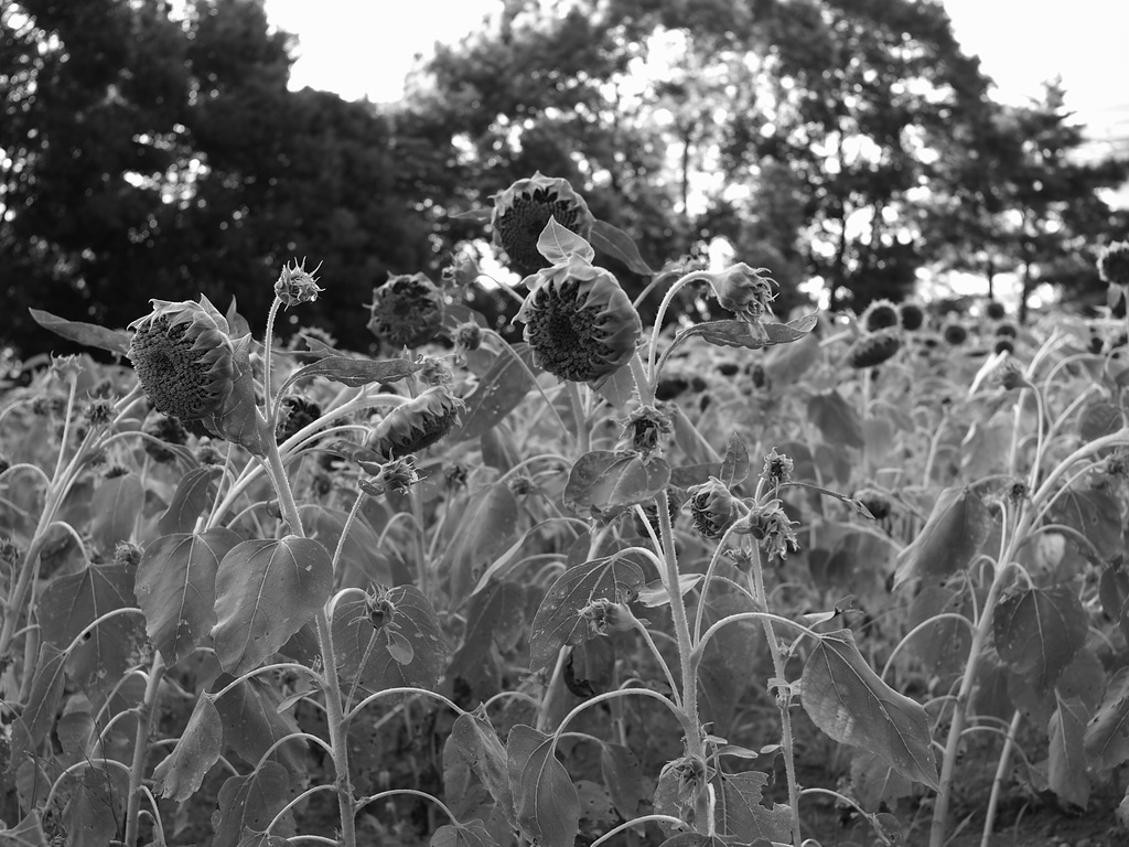 Young sunflowers