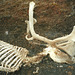 Carcasse de caribou / Skeleton....