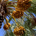 Under the palm trees at Almuñécar