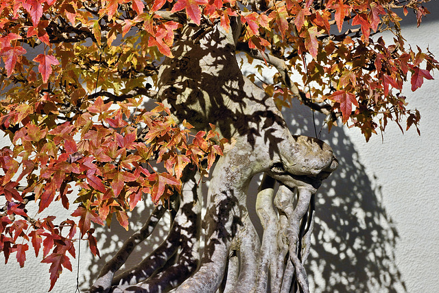 Bonsai Trident Maple #2 – United States National Arboretum, Washington, DC