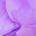 Gros plan sur les fleurs 2 - Iris