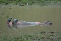 Ngorongoro, The Hippopotamus Turned upside down to Ventilate the Belly