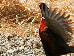 Ring-necked Pheasant hoping to attract a mate