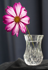 Sept 07: cosmos in a vase