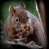 Écureuil roux, (Sciurus vulgaris), Eurasian Red Squirrel