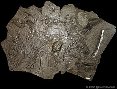 Stenopterygius ist eine Gattung der Ichthyosaurier
