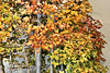 Bonsai Trident Maple #3 – United States National Arboretum, Washington, DC