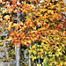 Bonsai Trident Maple #3 – United States National Arboretum, Washington, DC