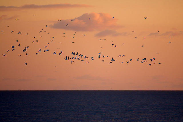 Gulls head west across Seaford Bay - sunset - 7.3.2016