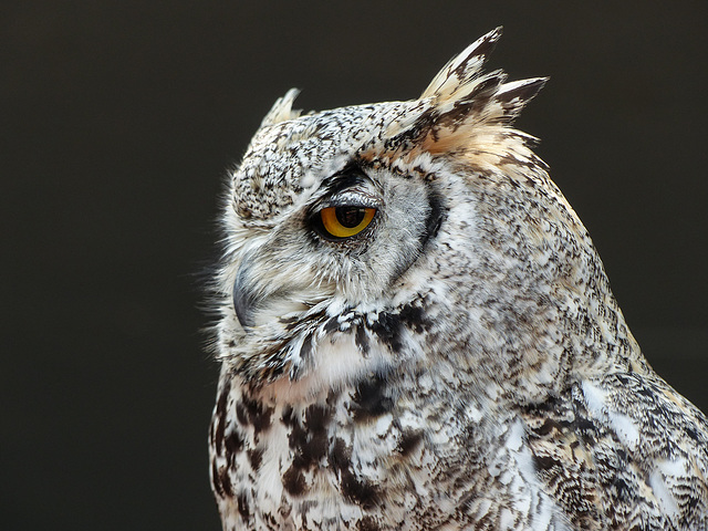 Great Horned Owl / Bubo virginianus