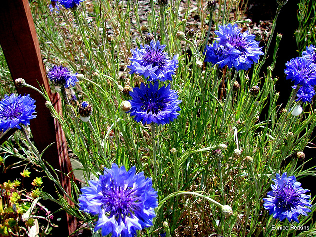 Blue Cornflowers.