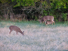 Whitetail deer on frosty morning