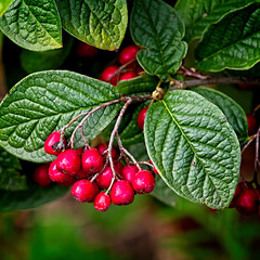 Cotoneaster Berries