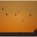 Sunset - gulls - Newhaven lighthouse & the Isle of Wight - 7.3.2016