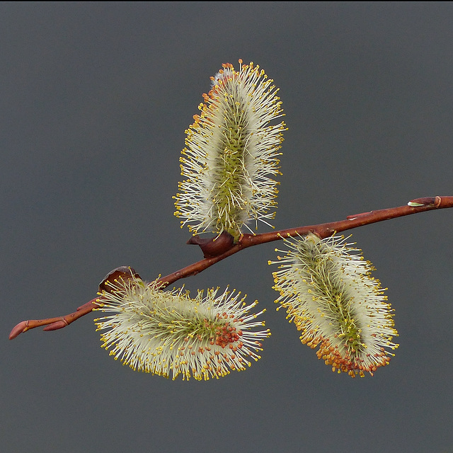 Catkins - a sure sign of spring
