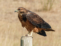Juvenile Swainson's Hawk / Buteo swainsoni