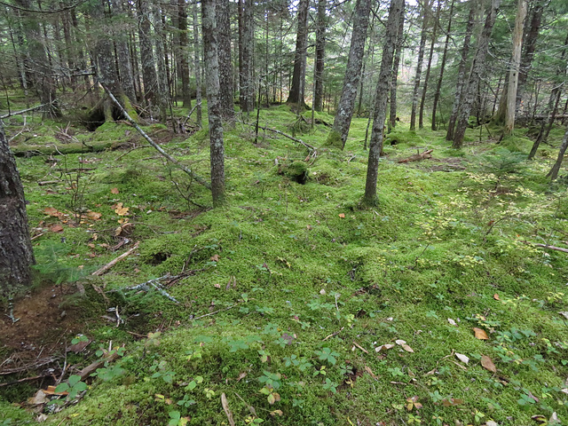 Moss growing on Caribou Plain, Fundy NP
