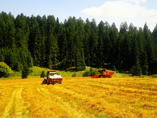Grain harvest in the mountain