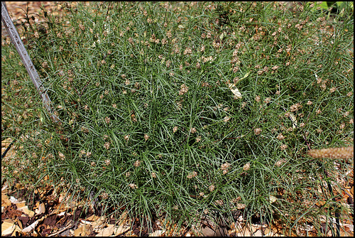 Plantago cynops (3)