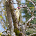Pic vert (Picus viridis)  (European Green Woodpecker)