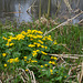 Marsh Marigold in the rushes