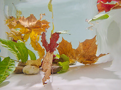 1 (28)a...leaves in water