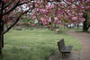 Cherry blossoms and a bench