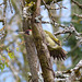 Pic vert  (Picus viridis)  (European Green Woodpecker)