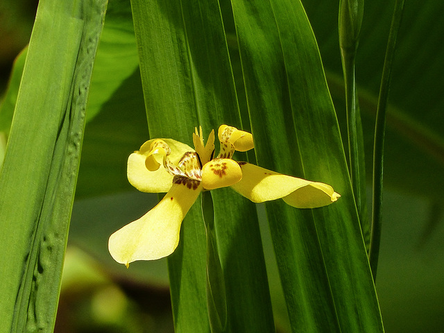 Tropical flower, Asa Wright, Trinidad