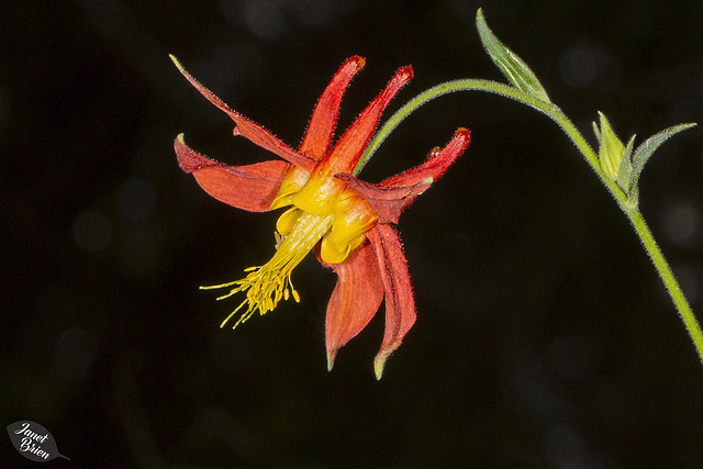 Western Columbine at L.L. Stub Stewart