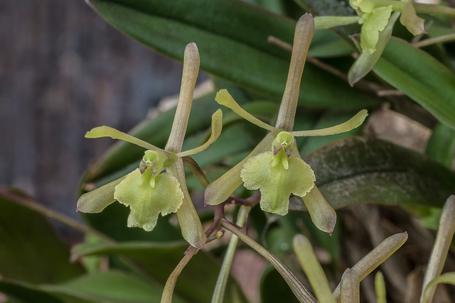 Epidendrum magnoliae (Green-fly orchid)