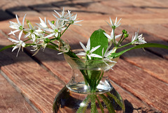 Bärlauchblüten in der Vase