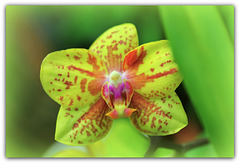 Phalaenopsis  hybride