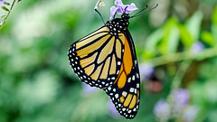 HUNAWIHR: Jardins des papillons 31