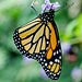 HUNAWIHR: Jardins des papillons 31