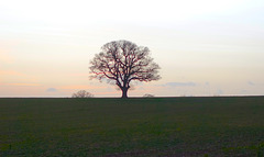 Lone tree near Bishop's Wood