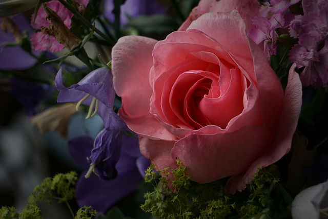 Rose und Glockenblume