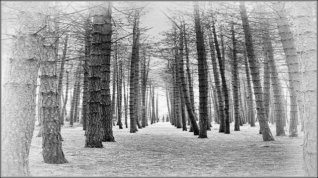 Winter Tree's