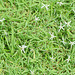 Honduras, Copan Ruinas, Grass and Humble Flowers on the Lawn
