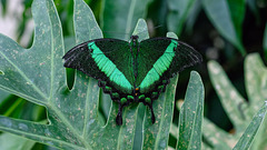 HUNAWIHR: Jardins des papillons 32